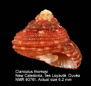 Clanculus thomasi